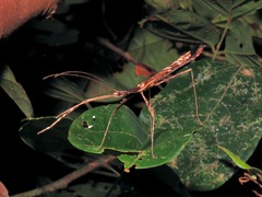 Septopenna