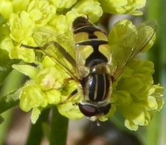 Helophilus latifrons