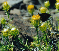 Dolichlasium lagascae