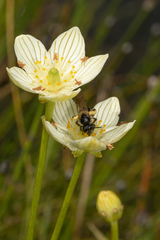 Andrena parnassiae