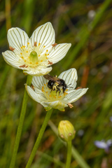 Andrena parnassiae