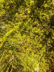 Warnstorfia fluitans