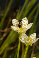 Andrena parnassiae