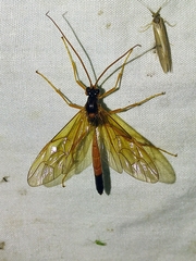 Opheltes glaucopterus barberi