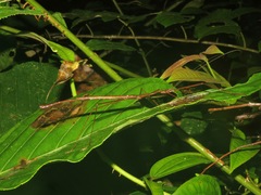 Septopenna