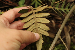 Pleopeltis thyssanolepis
