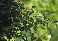 Helicanthes elastica