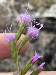 Liatris cokeri