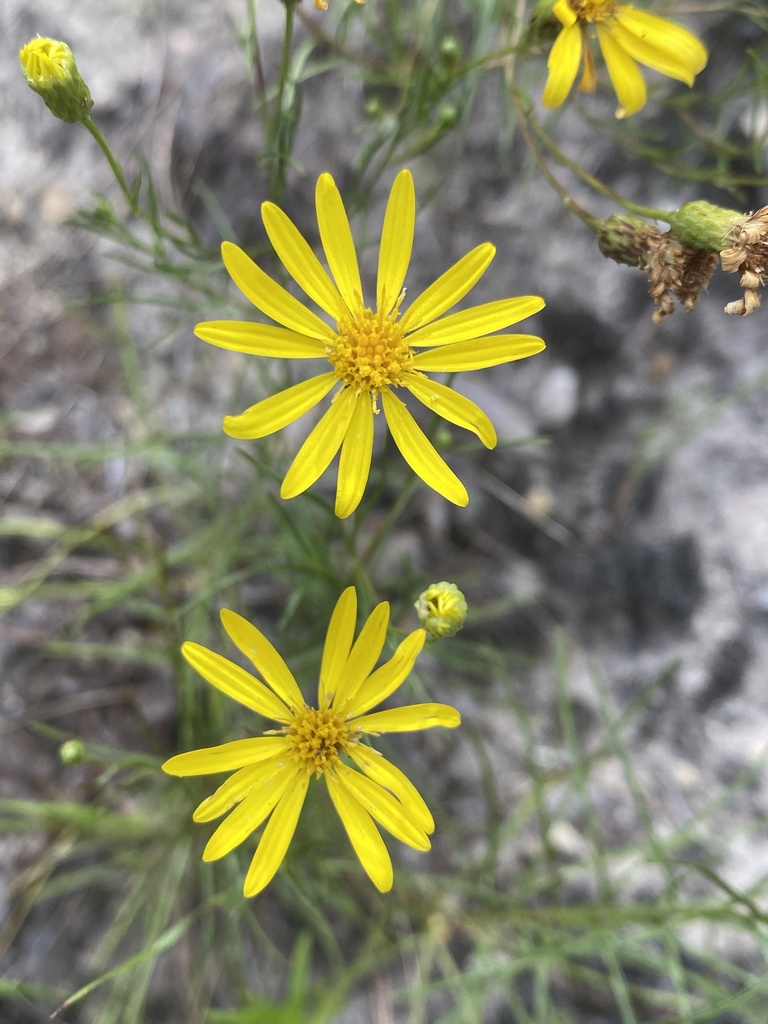 sandhill golden aster