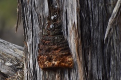 Pyrofomes juniperinus
