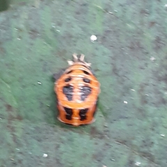 Harmonia axyridis
