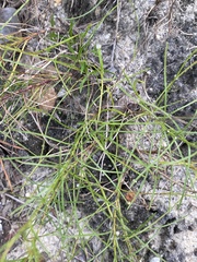 Pityopsis pinifolia