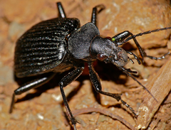Calosoma planicolle