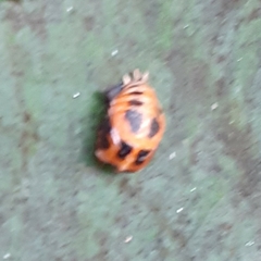 Harmonia axyridis