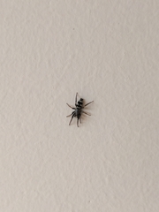 Latonigena