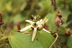 Passiflora bogotensis
