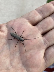 Osmidus guttatus