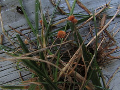 Marasmius curreyi
