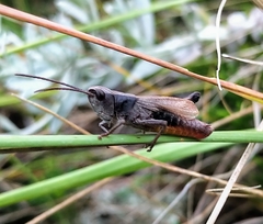 Chloealtis conspersa