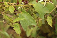 Passiflora bogotensis