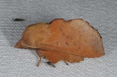 Phyllodesma tremulifolia