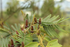 Passiflora bogotensis