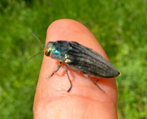iNaturalist observation photo of Buprestis subornata