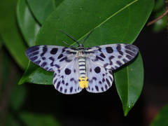 Dysphania malayanus
