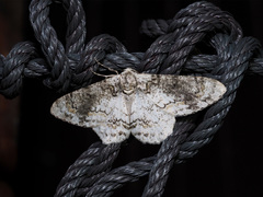 Iulotrichia decursaria