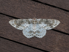 Iulotrichia decursaria