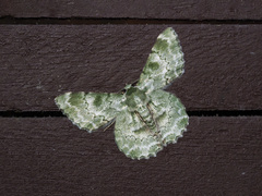 Pingasa subviridis
