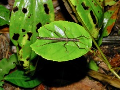 Dinophasma ruficorne