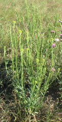 Erysimum marschallianum