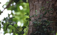 Helicanthes elastica