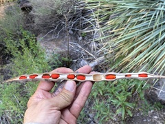 Erythrina flabelliformis