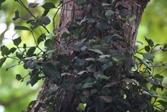 Helicanthes elastica