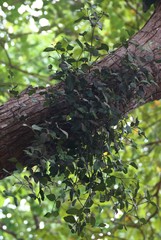 Helicanthes elastica