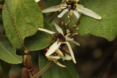 Passiflora bogotensis