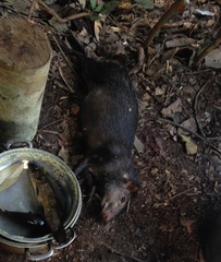 Dasyprocta fuliginosa