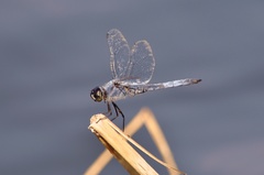 Deielia phaon