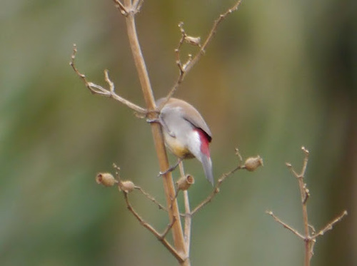 Orange-cheeked Waxbill