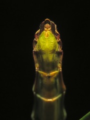 Kalocorinnis wegneri
