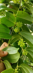 Smilax ovalifolia