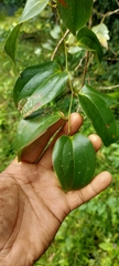 Smilax ovalifolia