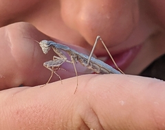 Geomantis larvoides
