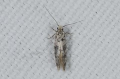 Infurcitinea
