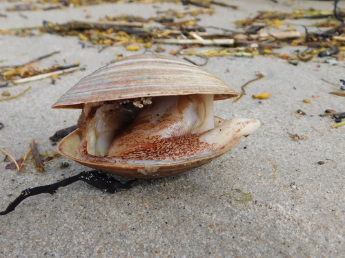 Greenland Smoothcockle