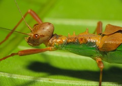 Kalocorinnis wegneri