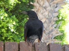 Onychognathus morio morio