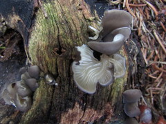 Hohenbuehelia grisea